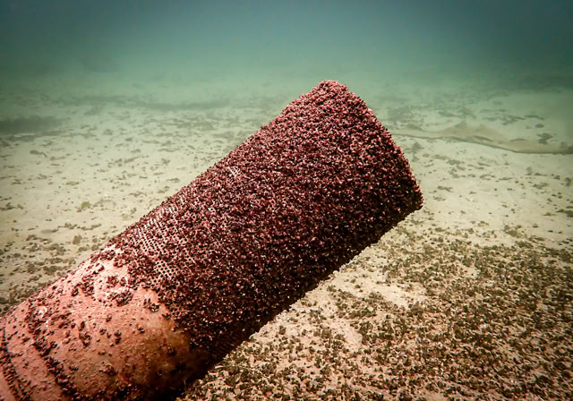 Démontage d'une crépine colonisée par a moule quagga par un plongeur