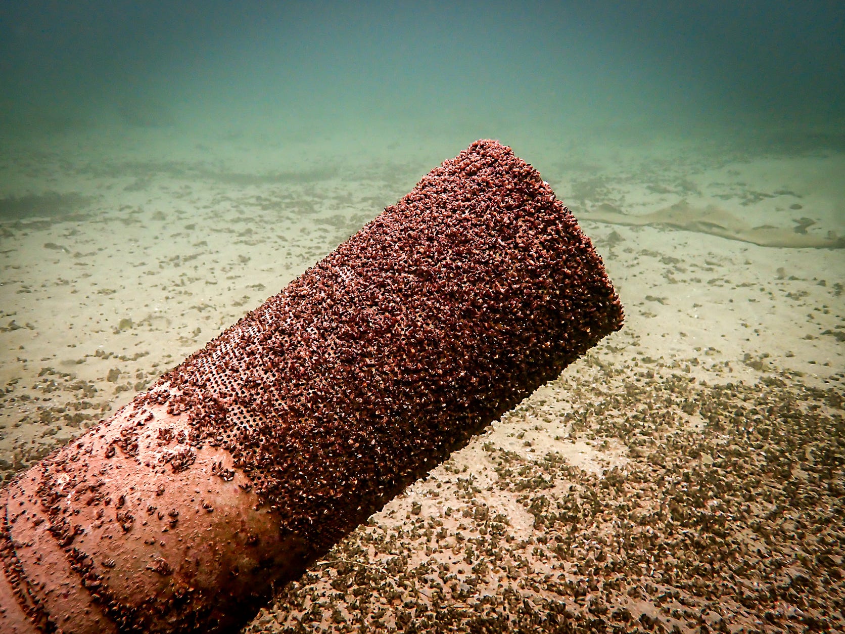 Crépine colonisée par la moule quagga dan sle lac de Neuchâtel